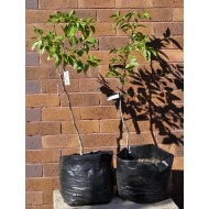 Jujube Tree (Ziziphus jujuba) - Ta-Jan (POTTED, 2022 Graft) - TALL TREE WITH LARGE ROOTS **PICK-UP ONLY***