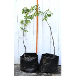 Jujube Tree (Ziziphus jujuba) - Ta-Jan (POTTED, 2022 Graft) - TALL TREE WITH LARGE ROOTS **PICK-UP ONLY***