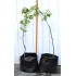 Jujube Tree (Ziziphus jujuba) - Ta-Jan (POTTED, 2022 Graft) - TALL TREE WITH LARGE ROOTS **PICK-UP ONLY***