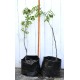 Jujube Tree (Ziziphus jujuba) - Ta-Jan (POTTED, 2022 Graft) - TALL TREE WITH LARGE ROOTS