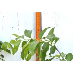 Jujube Tree (Ziziphus jujuba) - Ta-Jan (POTTED, 2022 Graft) - TALL TREE WITH LARGE ROOTS **PICK-UP ONLY***