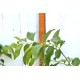 Jujube Tree (Ziziphus jujuba) - Ta-Jan (POTTED, 2022 Graft) - TALL TREE WITH LARGE ROOTS