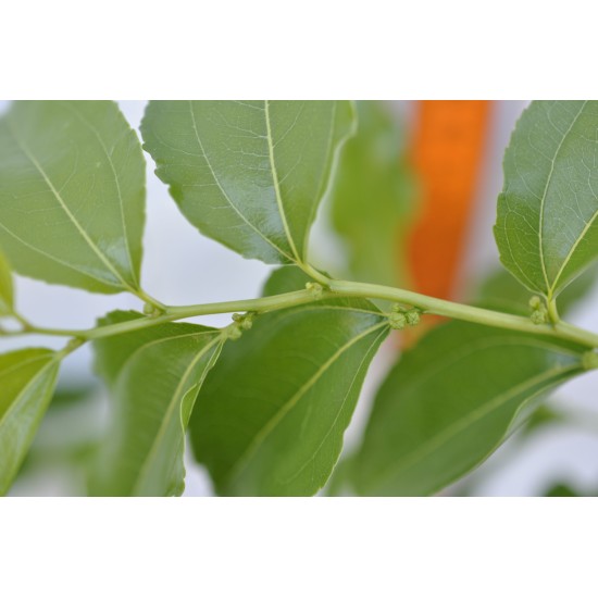 Jujube Tree (Ziziphus jujuba) - Ta-Jan (POTTED, 2022 Graft) - TALL TREE WITH LARGE ROOTS