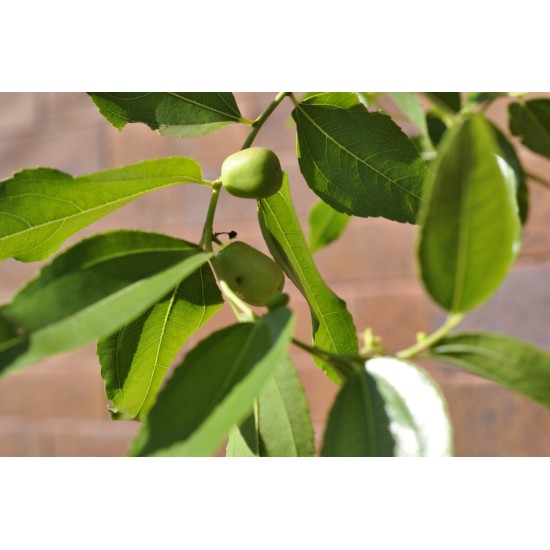 Jujube Tree (Ziziphus jujuba) - Ta-Jan (POTTED, 2022 Graft) - TALL TREE WITH LARGE ROOTS **PICK-UP ONLY***