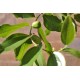 Jujube Tree (Ziziphus jujuba) - Ta-Jan (POTTED, 2022 Graft) - TALL TREE WITH LARGE ROOTS **PICK-UP ONLY***