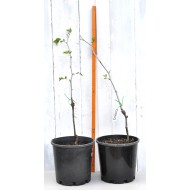 Jujube Tree (Ziziphus jujuba) - Chico (POTTED, 2023 Graft) - SMALL