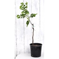 Jujube Tree (Ziziphus jujuba) - Chico (POTTED, 2023 Graft) - SMALL **PICK-UP ONLY***