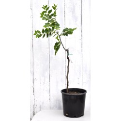 Jujube Tree (Ziziphus jujuba) - Chico (POTTED, 2023 Graft) - SMALL **PICK-UP ONLY***