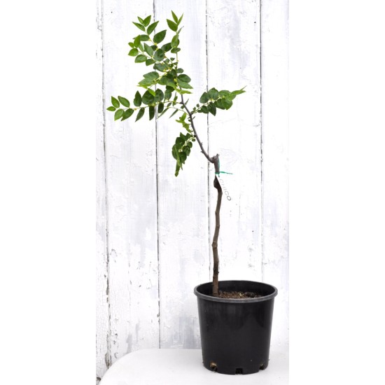 Jujube Tree (Ziziphus jujuba) - Chico (POTTED, 2023 Graft) - SMALL **PICK-UP ONLY***