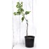 Jujube Tree (Ziziphus jujuba) - Chico (POTTED, 2023 Graft) - SMALL **PICK-UP ONLY***