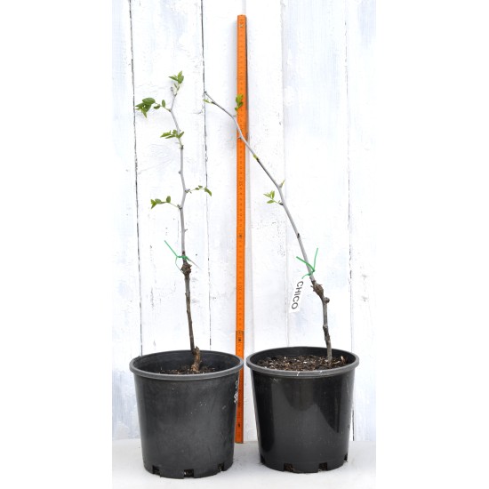 Jujube Tree (Ziziphus jujuba) - Chico (POTTED, 2023 Graft) - SMALL