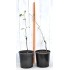 Jujube Tree (Ziziphus jujuba) - Chico (POTTED, 2023 Graft) - SMALL