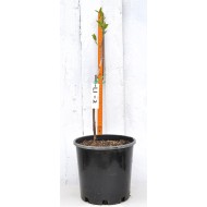 Jujube Tree (Ziziphus jujuba) - Li #2 (POTTED, 2023 Graft) - SMALL