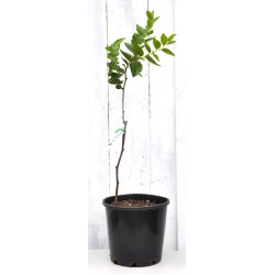 Jujube Tree (Ziziphus jujuba) - Li #2 (POTTED, 2023 Graft) - SMALL **PICK-UP ONLY***