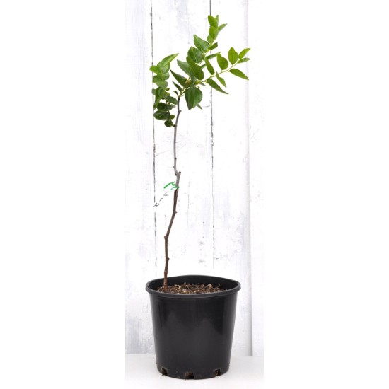 Jujube Tree (Ziziphus jujuba) - Li #2 (POTTED, 2023 Graft) - SMALL **PICK-UP ONLY***