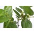 Jujube Tree (Ziziphus jujuba) - Li #2 (POTTED, 2023 Graft) - SMALL **PICK-UP ONLY***