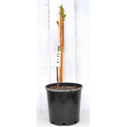 Jujube Tree (Ziziphus jujuba) - Li #2 (POTTED, 2023 Graft) - SMALL