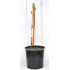 Jujube Tree (Ziziphus jujuba) - Li #2 (POTTED, 2023 Graft) - SMALL