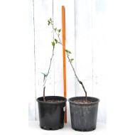 Jujube Tree (Ziziphus jujuba) - Shanxi-Li (POTTED, 2023 Graft) - SMALL