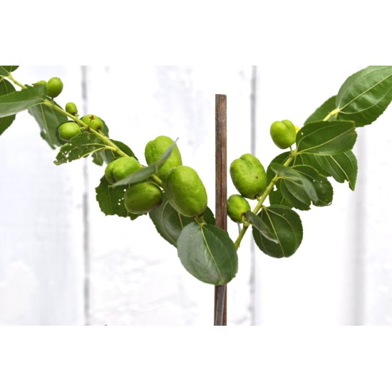 Jujube Tree (Ziziphus jujuba) - Shanxi-Li (POTTED, 2023 Graft) - SMALL **PICK-UP ONLY***