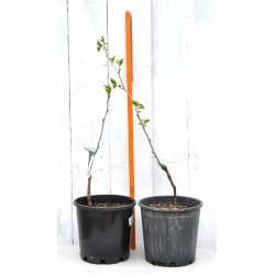 Jujube Tree (Ziziphus jujuba) - Shanxi-Li (POTTED, 2023 Graft) - SMALL