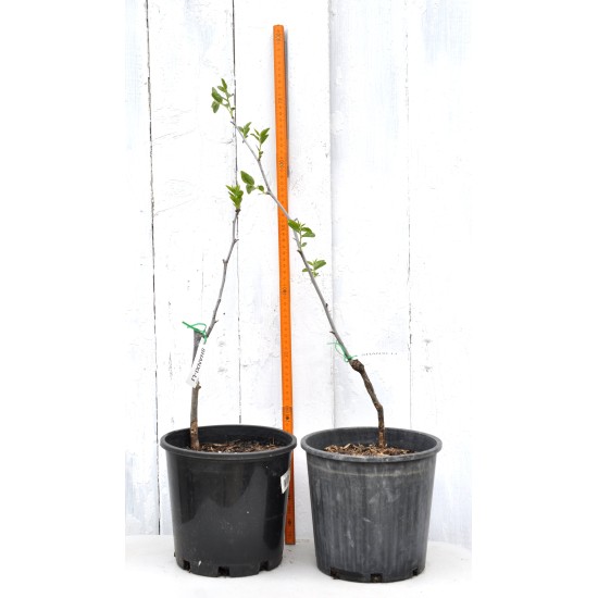 Jujube Tree (Ziziphus jujuba) - Shanxi-Li (POTTED, 2023 Graft) - SMALL