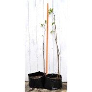 Jujube Tree (Ziziphus jujuba) - Sherwood (Thornless Tree) (POTTED, 2023 Graft) - TALL TREE WITH LARGE ROOTS **PICK-UP ONLY***