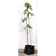 Jujube Tree (Ziziphus jujuba) - Sherwood (Thornless Tree) (POTTED, 2023 Graft) - TALL TREE WITH LARGE ROOTS **PICK-UP ONLY***