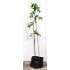 Jujube Tree (Ziziphus jujuba) - Sherwood (Thornless Tree) (POTTED, 2023 Graft) - TALL TREE WITH LARGE ROOTS **PICK-UP ONLY***