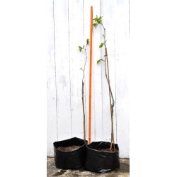 Jujube Tree (Ziziphus jujuba) - Sherwood (Thornless Tree) (POTTED, 2023 Graft) - TALL TREE WITH LARGE ROOTS