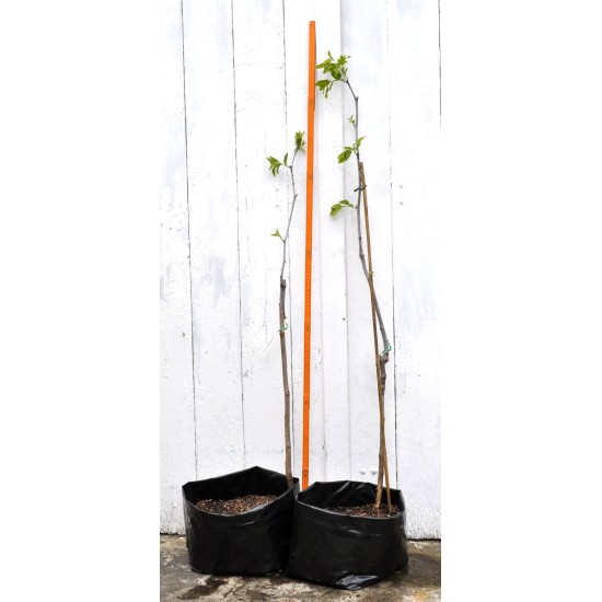 Jujube Tree (Ziziphus jujuba) - Sherwood (Thornless Tree) (POTTED, 2023 Graft) - TALL TREE WITH LARGE ROOTS