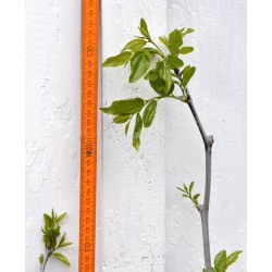 Jujube Tree (Ziziphus jujuba) - Sherwood (Thornless Tree) (POTTED, 2023 Graft) - TALL TREE WITH LARGE ROOTS **PICK-UP ONLY***