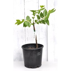 Jujube Tree (Ziziphus jujuba) - Si-Hong (POTTED, 2023 Graft) - SMALL **PICK-UP ONLY***