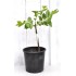 Jujube Tree (Ziziphus jujuba) - Si-Hong (POTTED, 2023 Graft) - SMALL **PICK-UP ONLY***