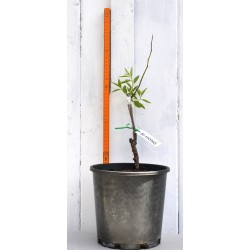 Jujube Tree (Ziziphus jujuba) - Si-Hong (POTTED, 2023 Graft) - SMALL