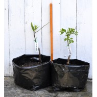 Jujube Tree (Ziziphus jujuba) - Si-Hong (POTTED, 2023 Graft) - SMALL TREE WITH LARGE ROOTS **PICK-UP ONLY***