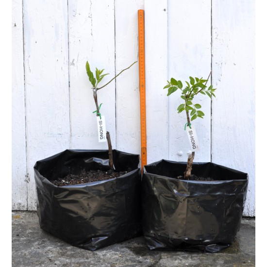 Jujube Tree (Ziziphus jujuba) - Si-Hong (POTTED, 2023 Graft) - SMALL TREE WITH LARGE ROOTS