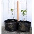 Jujube Tree (Ziziphus jujuba) - Si-Hong (POTTED, 2023 Graft) - SMALL TREE WITH LARGE ROOTS