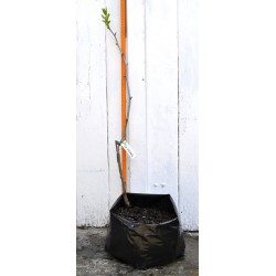 Jujube Tree (Ziziphus jujuba) - Si-Hong (POTTED, 2023 Graft) - MEDIUM TREE WITH LARGE ROOTS