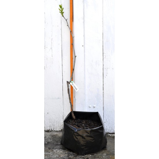 Jujube Tree (Ziziphus jujuba) - Si-Hong (POTTED, 2023 Graft) - MEDIUM TREE WITH LARGE ROOTS