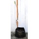 Jujube Tree (Ziziphus jujuba) - Si-Hong (POTTED, 2023 Graft) - MEDIUM TREE WITH LARGE ROOTS **PICK-UP ONLY***