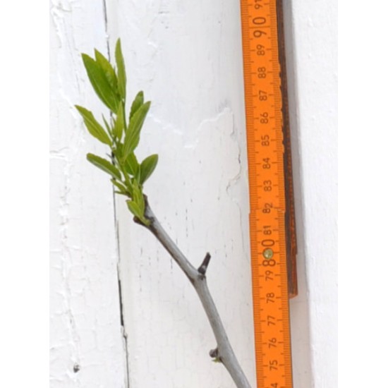 Jujube Tree (Ziziphus jujuba) - Si-Hong (POTTED, 2023 Graft) - MEDIUM TREE WITH LARGE ROOTS **PICK-UP ONLY***