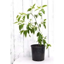 Jujube Tree (Ziziphus jujuba) - Silverhill (POTTED, 2023 Graft) - SMALL **PICK-UP ONLY***