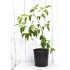 Jujube Tree (Ziziphus jujuba) - Silverhill (POTTED, 2023 Graft) - SMALL **PICK-UP ONLY***