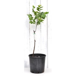 Jujube Tree (Ziziphus jujuba) - Suimen (also known as Shuimen) (POTTED, 2023 Graft) - SMALL **PICK-UP ONLY***