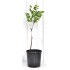 Jujube Tree (Ziziphus jujuba) - Suimen (also known as Shuimen) (POTTED, 2023 Graft) - SMALL **PICK-UP ONLY***