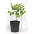 Jujube Tree (Ziziphus jujuba) - Ta-Jan (POTTED, 2023 Graft) - SMALL **PICK-UP ONLY***