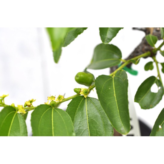 Jujube Tree (Ziziphus jujuba) - Ta-Jan (POTTED, 2023 Graft) - SMALL **PICK-UP ONLY***