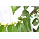 Jujube Tree (Ziziphus jujuba) - Ta-Jan (POTTED, 2023 Graft) - SMALL **PICK-UP ONLY***