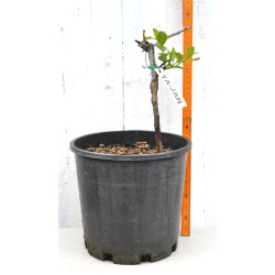 Jujube Tree (Ziziphus jujuba) - Ta-Jan (POTTED, 2023 Graft) - SMALL